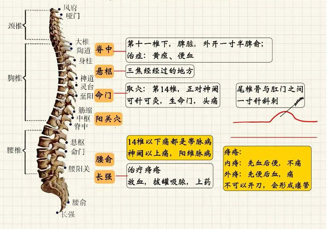 督脉经穴系统总结2