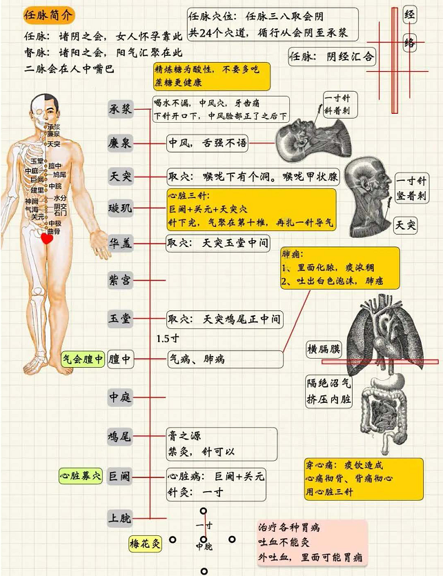 任脉经穴系统总结1