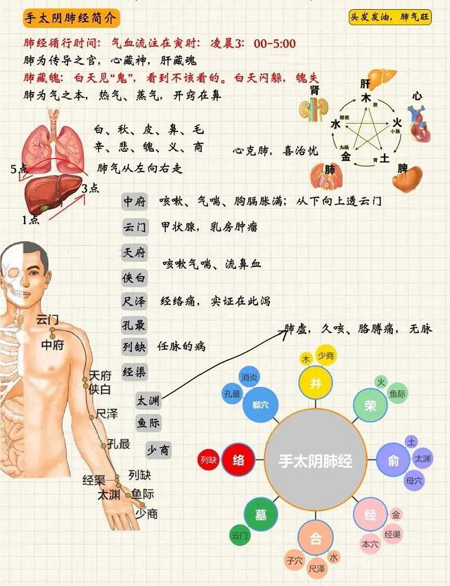 手太阴肺经