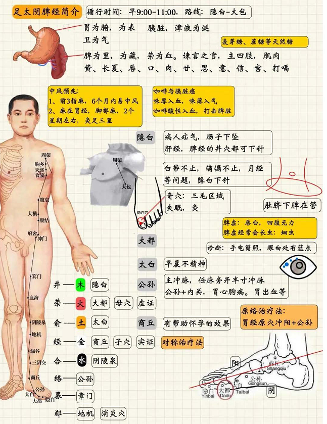 足太阴脾经1