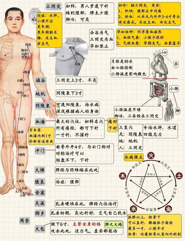 足太阴脾经2