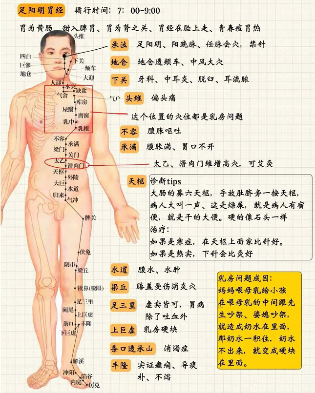 足阳明胃经1