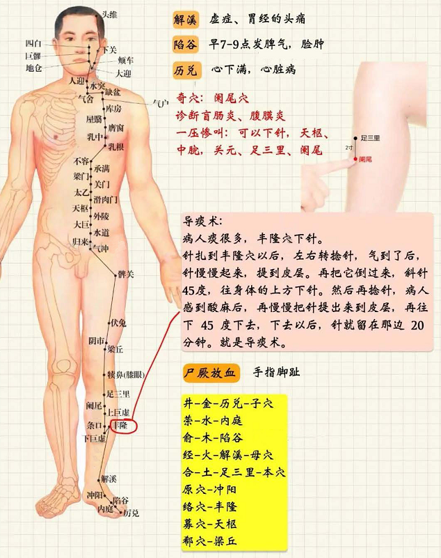 足阳明胃经2