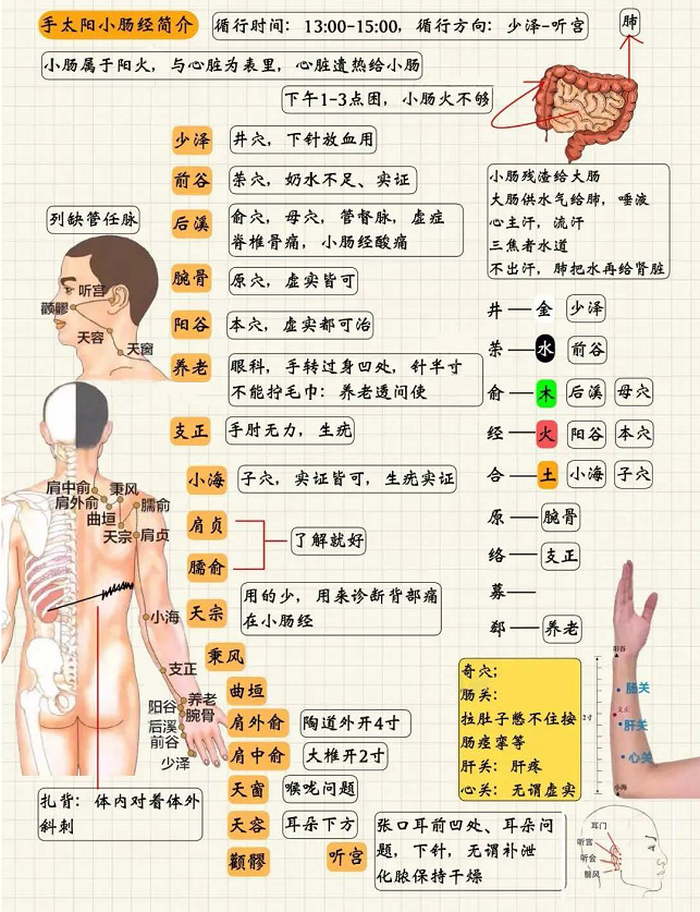 手太阳小肠经