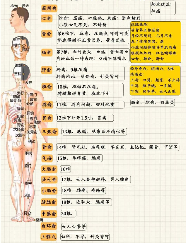 足太阳膀胱经2