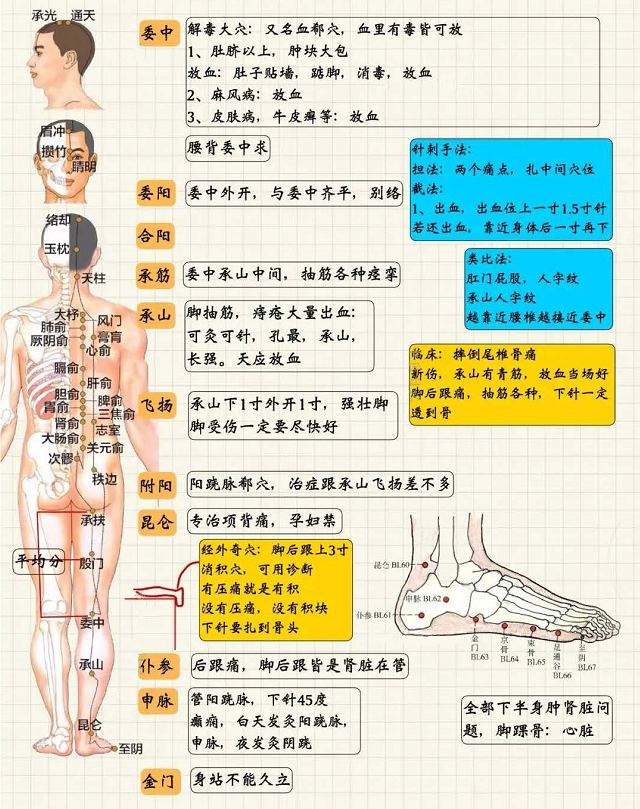 足太阳膀胱经4