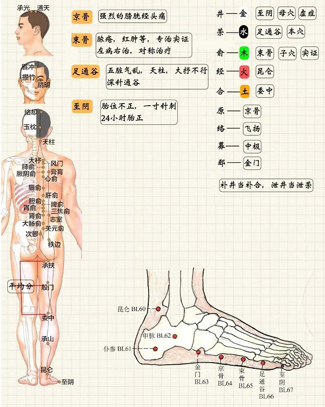 足太阳膀胱经5