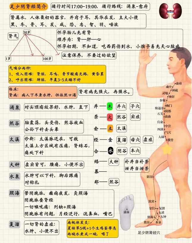 足少阴肾经1