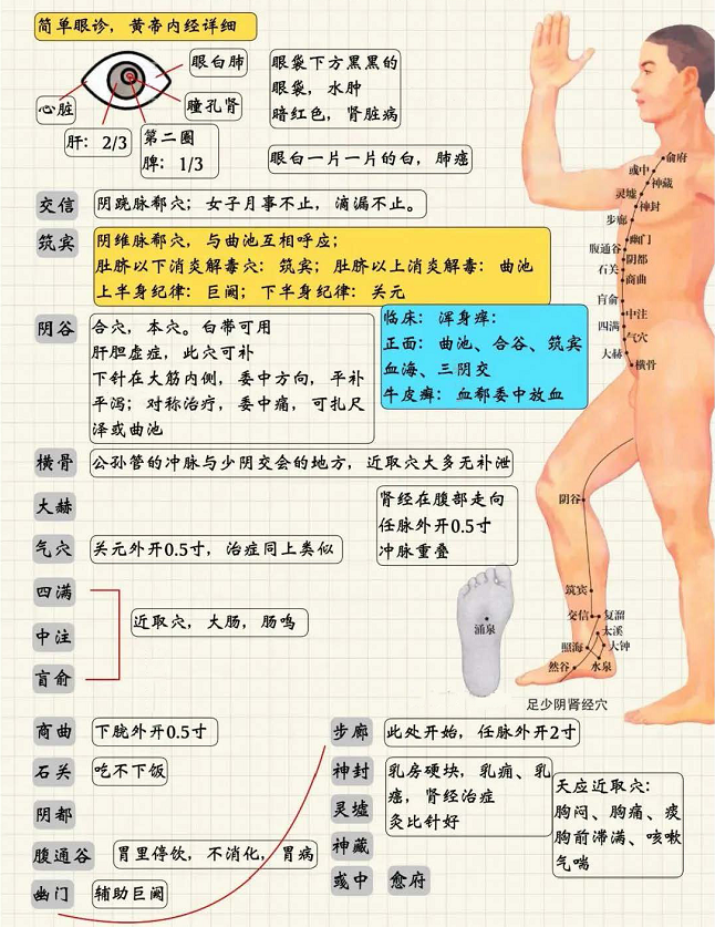 足少阴肾经2