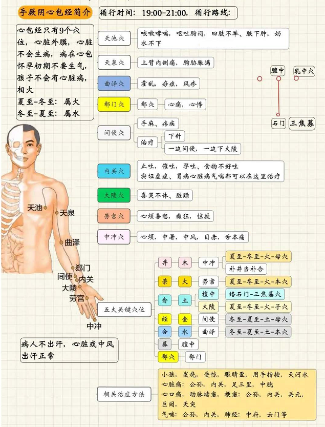 手厥阴心包经