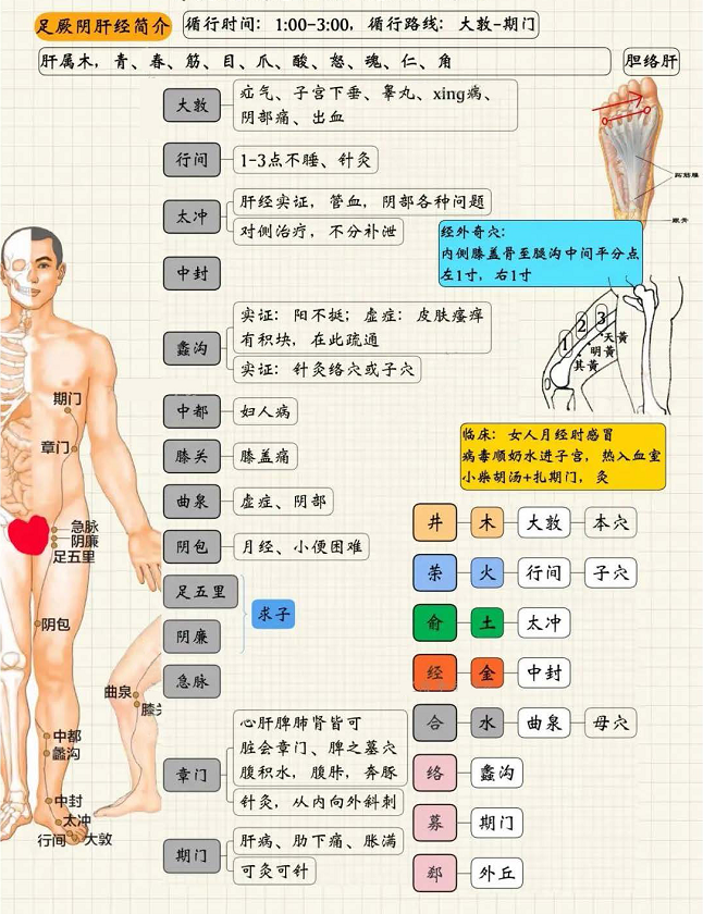 足厥阴肝经