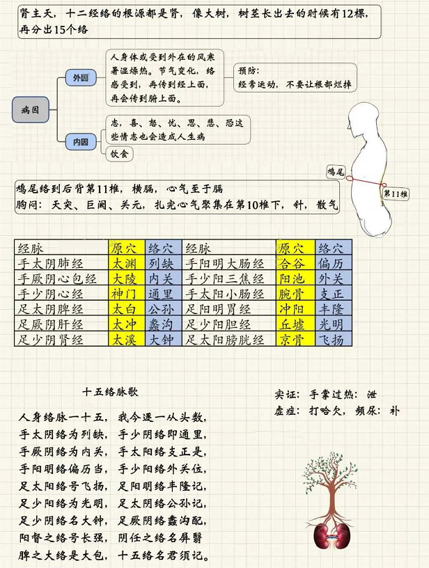 十二经络与十五络脉